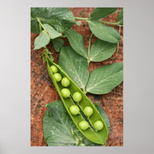 Pea-Poden Poster