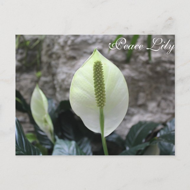 Peace Lily # 3 Vykort (Framsida)