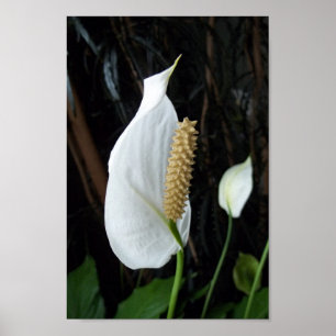 Peace Lily Blommigt Photograph Poster