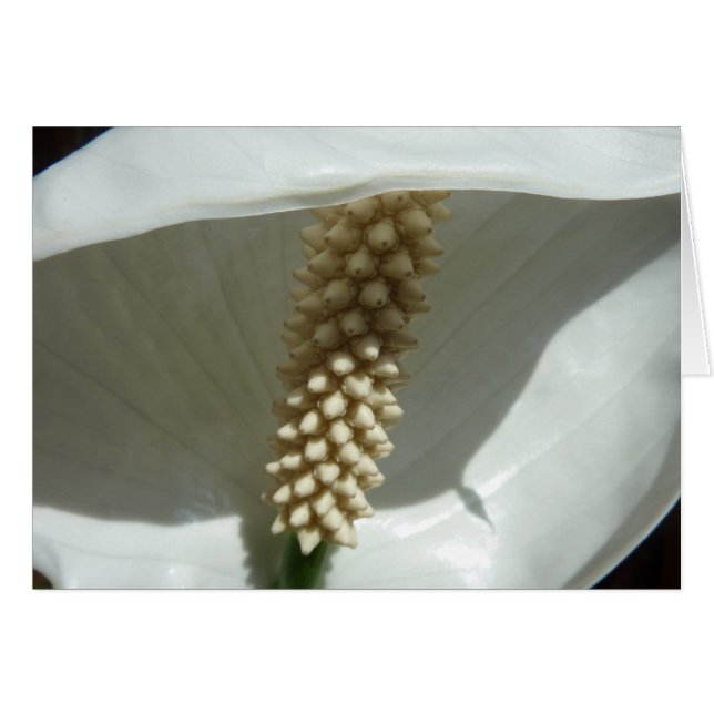 Peace Lily Elegant White Blommigt Hälsningskort (Framsidan Horizontal)