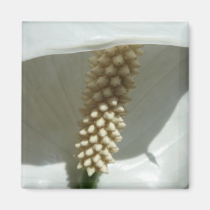 Peace Lily Elegant White Blommigt Magnet