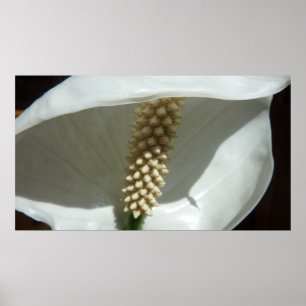 Peace Lily Elegant White Blommigt Poster