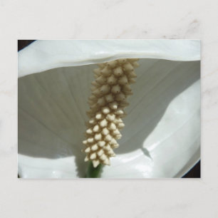 Peace Lily Elegant White Blommigt Vykort