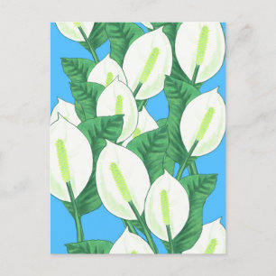 Peace Lily Illustration Vykort