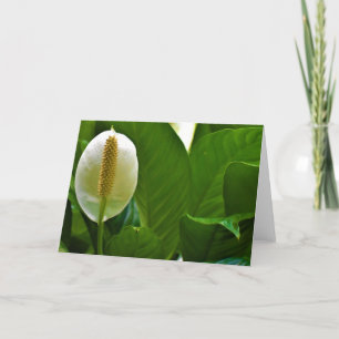 Peace Lily, kort