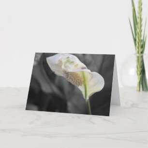 Peace Lily Photo "Grattis på födelsedagen!" Kort