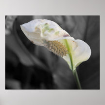 Peace Lily - Selektiv Färg