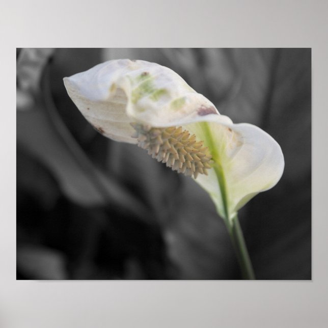 Peace Lily - Selektiv Färg Poster (Framsidan)