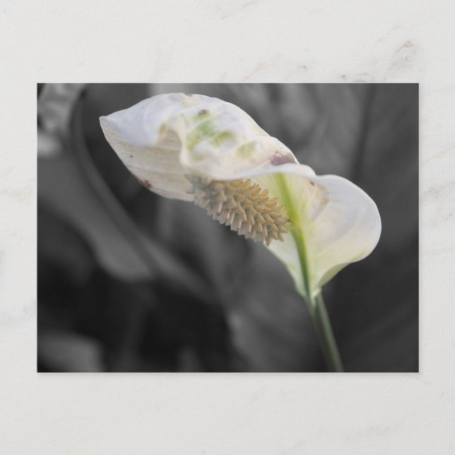 Peace Lily - Selektiv Färg Vykort (Framsida)