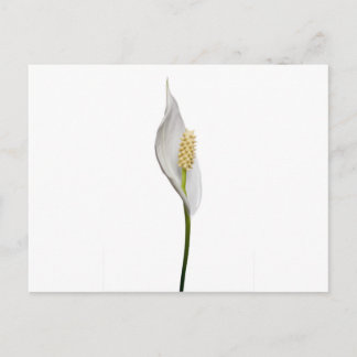 Peace Lily, Spathiphyllum Vykort