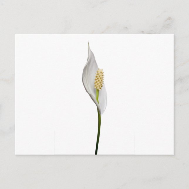Peace Lily, Spathiphyllum Vykort (Framsida)