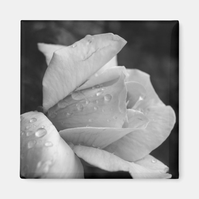 Peace Ro Magnet (Framsidan)