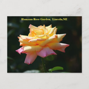 Peace Ro Postcard HRG 500n 2014 Vykort