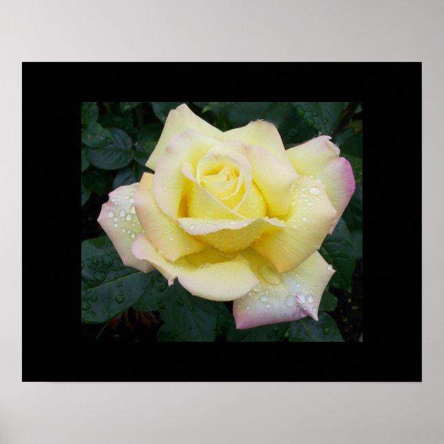 Peace Ro Poster (Framsidan)