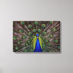 Peacecock Canvastryck