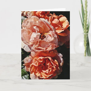 Peach Apricot Ro Porträtt Art Note Card Kort