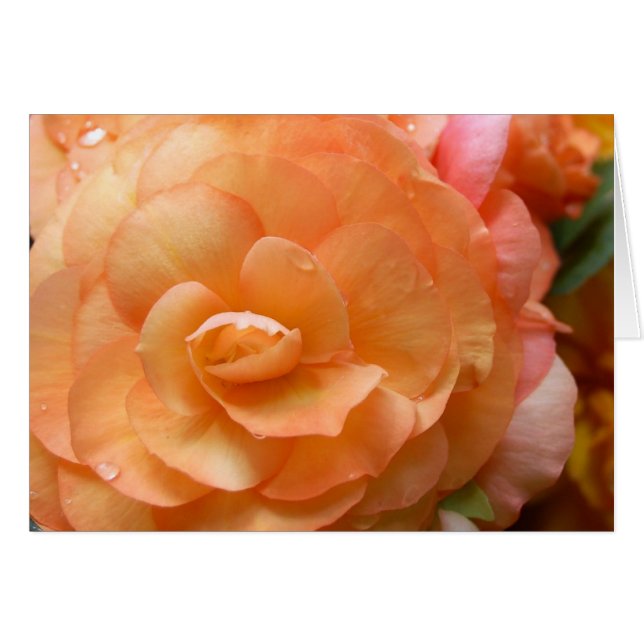 Peach Begonia Hälsningskort (Framsidan Horizontal)