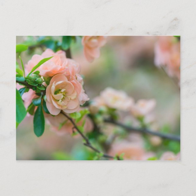 Peach Blommar Quince Blank-vykort Vykort (Framsida)