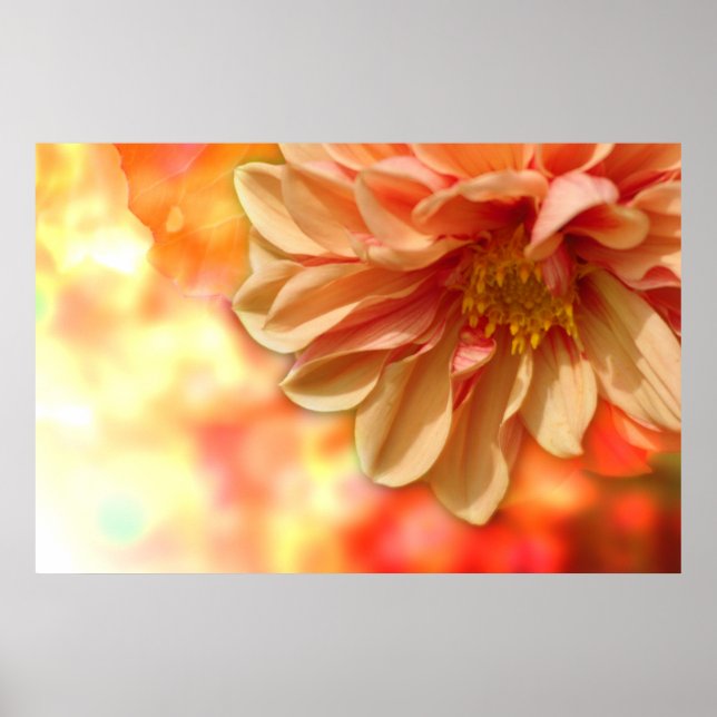 Peach Dahlia Dimma Poster (Framsidan)