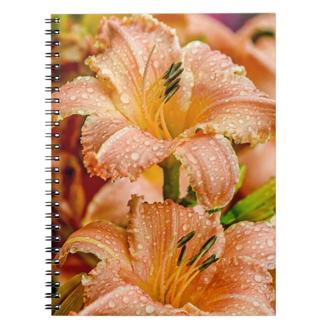Peach Daylily Anteckningsbok (Framsidan)