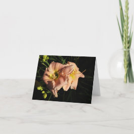 Peach Daylily Tack Kort