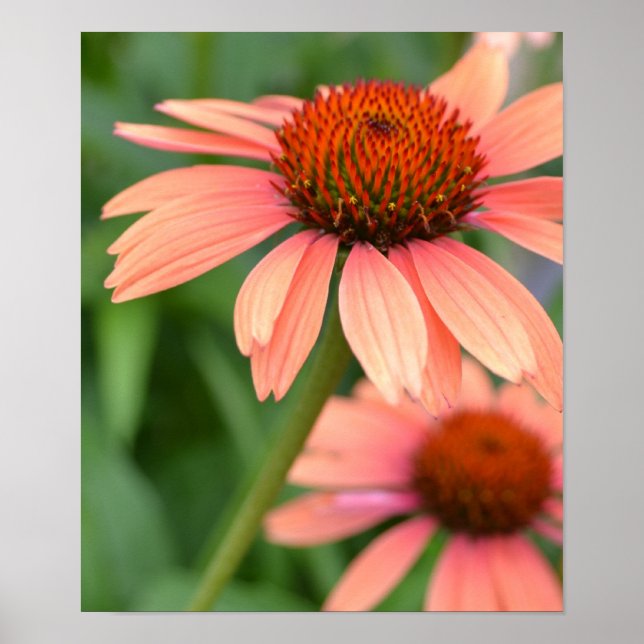 Peach Echinacea Flowers Poster (Framsidan)