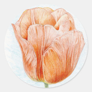 Peach Färgad Tulip Runt Klistermärke