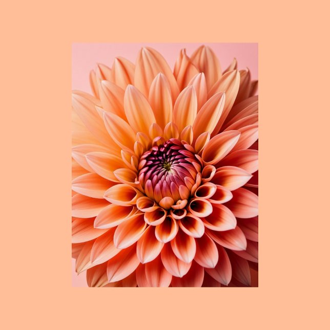 Peach Fuzz, Dahlia-blomman, Postcross Vykort (Skapare uppladdad)