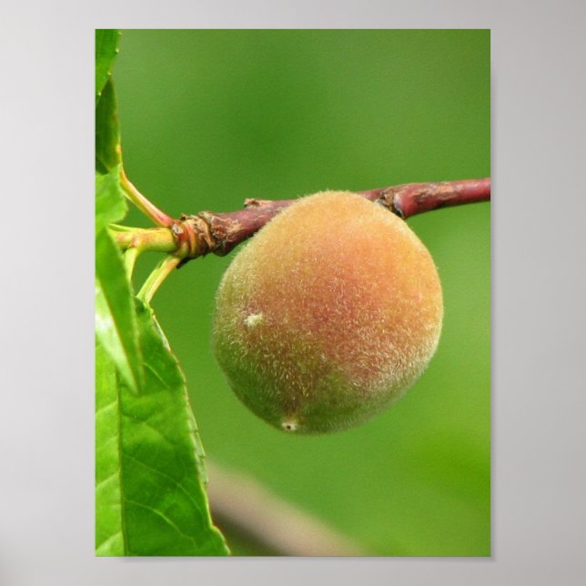 Peach Fuzz Poster (Framsidan)