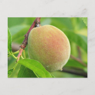 Peach Fuzz Vykort