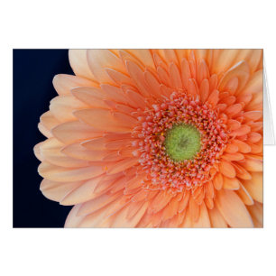 Peach Gerbera Hälsningskort