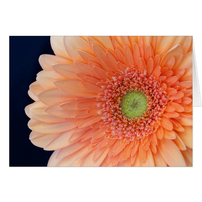 Peach Gerbera Hälsningskort (Framsidan Horizontal)