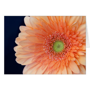 Peach Gerbera OBS Kort