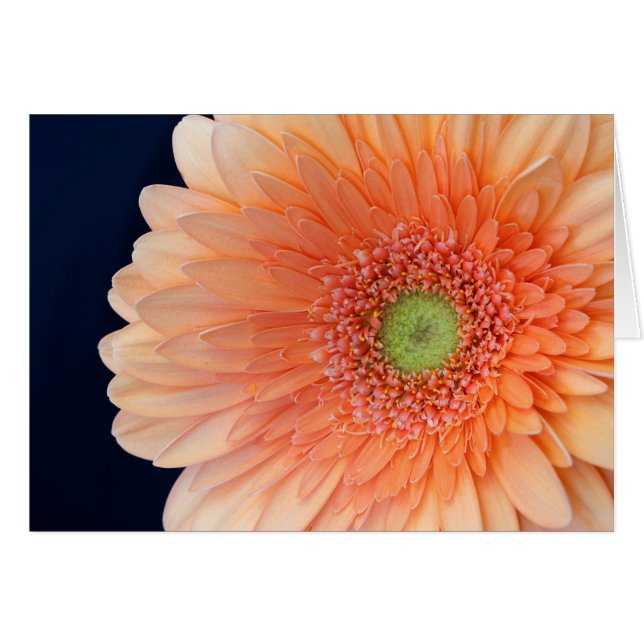 Peach Gerbera OBS Kort (Framsidan Horizontal)