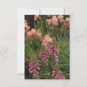 Peach Iris, Rosa Foxglove Anteckningskort
