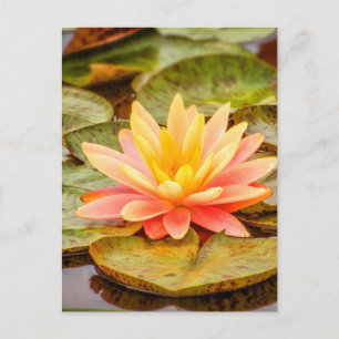 Peach Lotus Flower Vykort