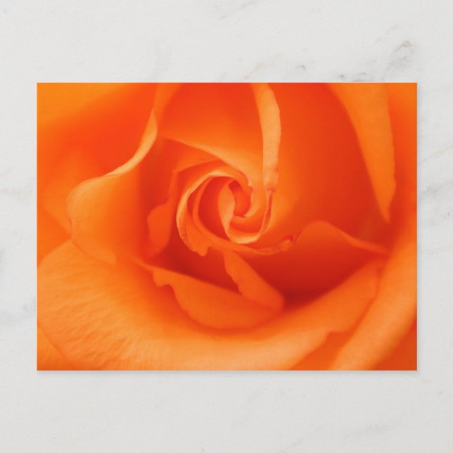Peach Orange Ro Vykort (Framsida)