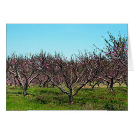 Peach Orchard i Fullt Bloom Hälsningskort