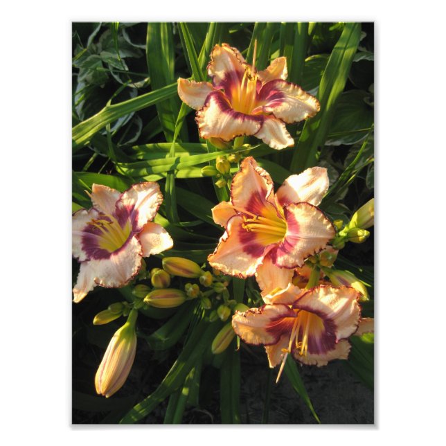 Peach Oriental Day Lilies Fototryck (Framsidan)