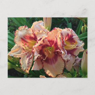 Peach Oriental Lily Flowers Vykort