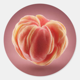 Peach Peel Texture Premium Printable Label Design Runt Klistermärke