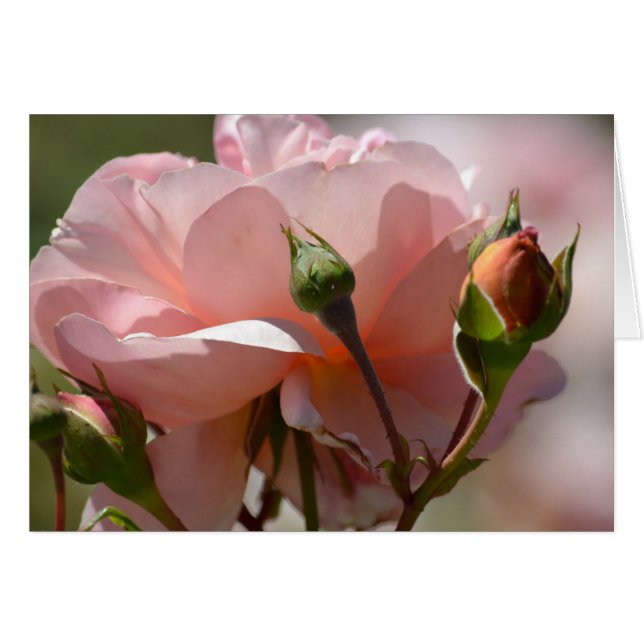 Peach Peony Hälsningskort (Framsidan Horizontal)