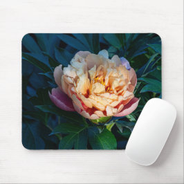 Peach Peony, Soft Bloom Flower Photo Musmatta