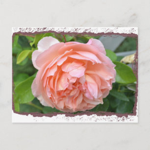 Peach Peony-vykort Vykort