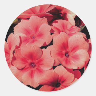 Peach Primrose Flower-Abstrakt Runt Klistermärke