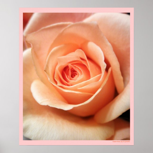 Peach Ro Apricot Rosor Flowers Blommigt Photo Poster (Framsidan)