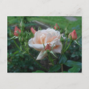 Peach Ro Flower Vykort