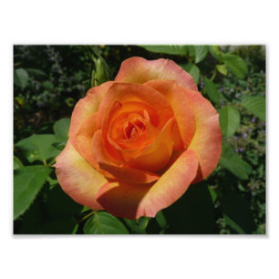 Peach Ro Orange Floral Photography Fototryck