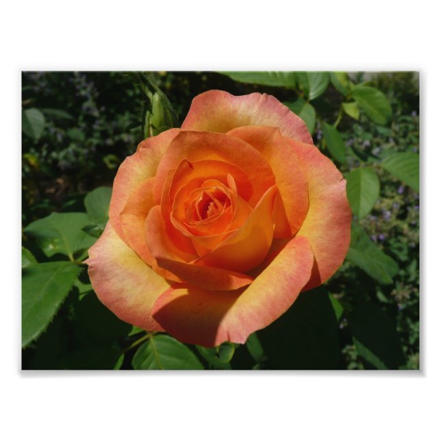 Peach Ro Orange Floral Photography Fototryck (Framsidan)