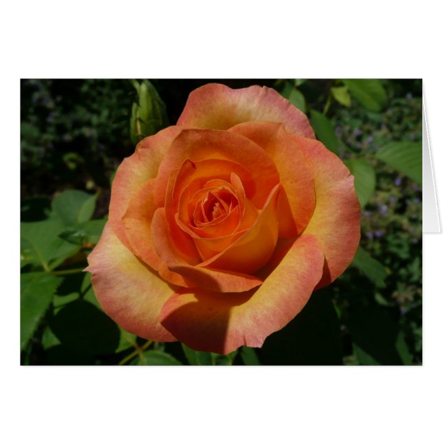 Peach Ro Orange Floral Photography Hälsningskort (Framsidan Horizontal)